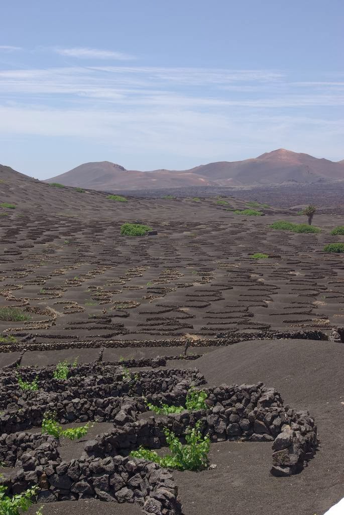 La Geria Lanzarote’s Volcanic Vineyards Kuriositas