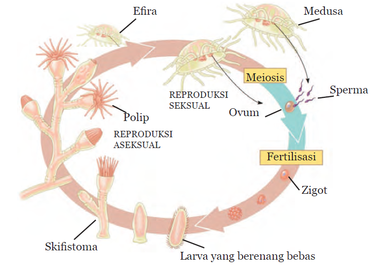 Pras Academy SMP Siklus Hidup Hewan