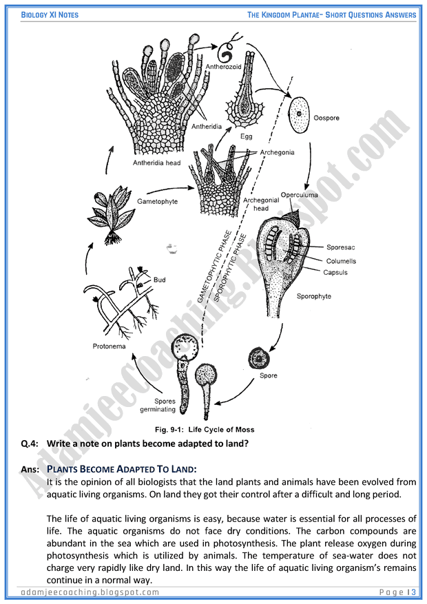 kingdom-plantae-short-question-answers-biology-11th