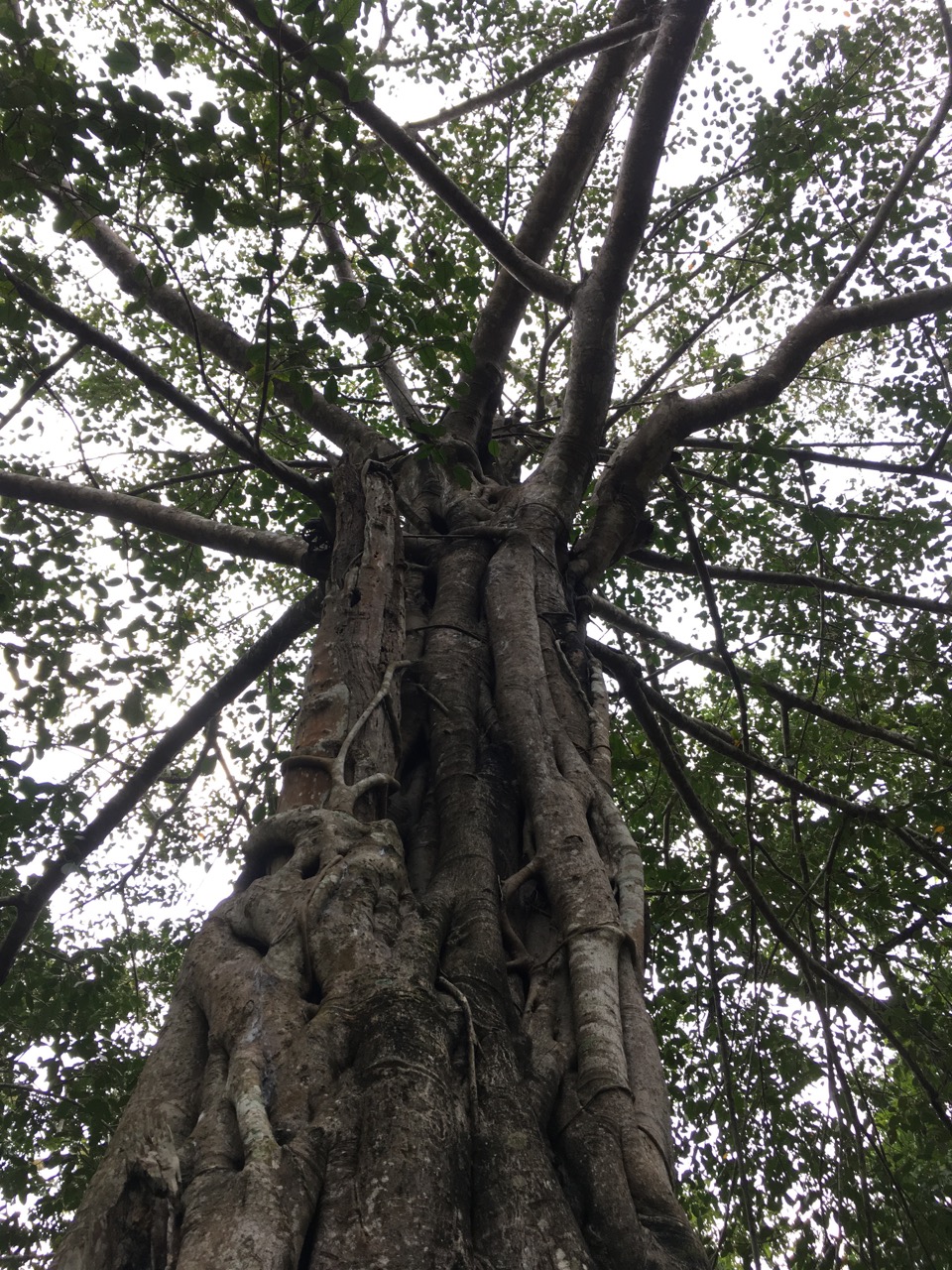 Madras Ramblings The fig tree at the timber depot in Dandeli