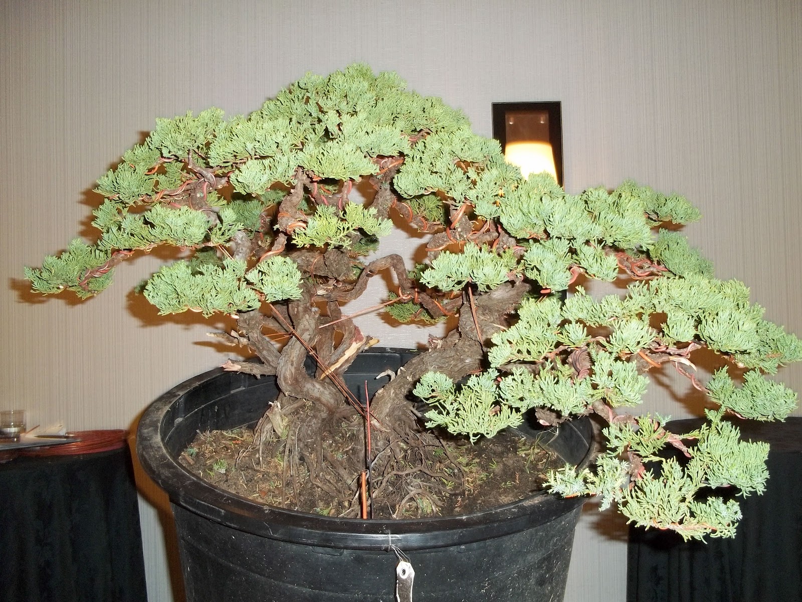 Bent Tree Bonsai Dallas State Bonsai Convention 2012