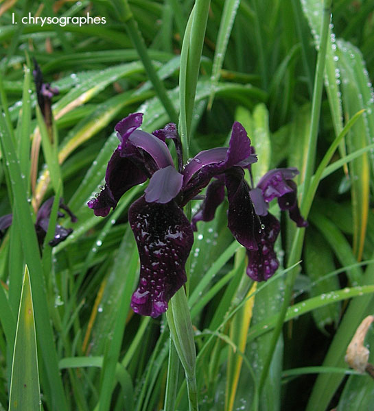World of Irises The Dark Delights of Black Irises