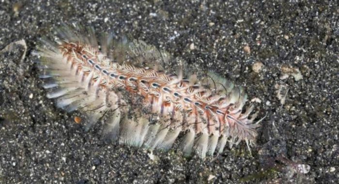 Sebabkan Kelumpuhan Permanen Segera Menyingkir Jika Melihat Hewan