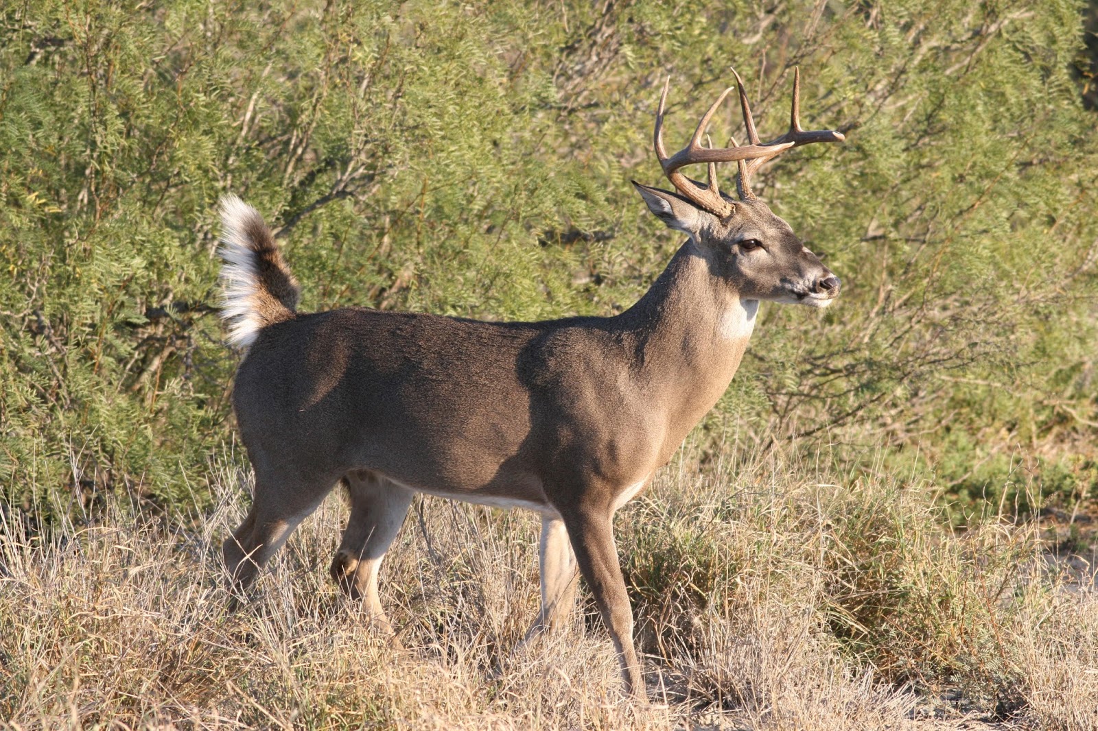 Fauna Venado cola blanca
