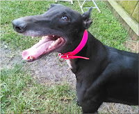 Stormy at Friends of Greyhounds