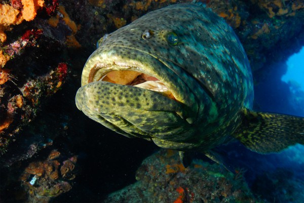 goliath grouper eats shark