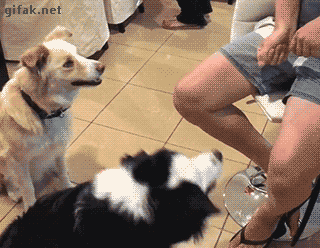 tong-hop-nhung-buc-anh-gif-vui-nhon-phan-11-10 tong-hop-nhung-buc-anh-gif-vui-nhon-phan-11-10