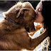 No te enamores de una mujer que ama a los perros: la carta que encanta en las redes sociales