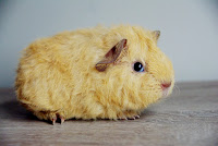 Super Six Piggyboo Świnka morska rasy rex w umaszczeniu cream california choco