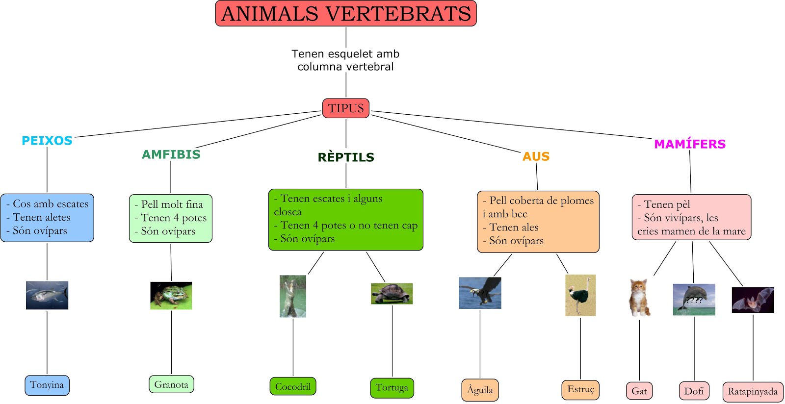LA NOSTRA CLASSE Classificació dels animals LA NOSTRA CLASSE Classificació dels animals