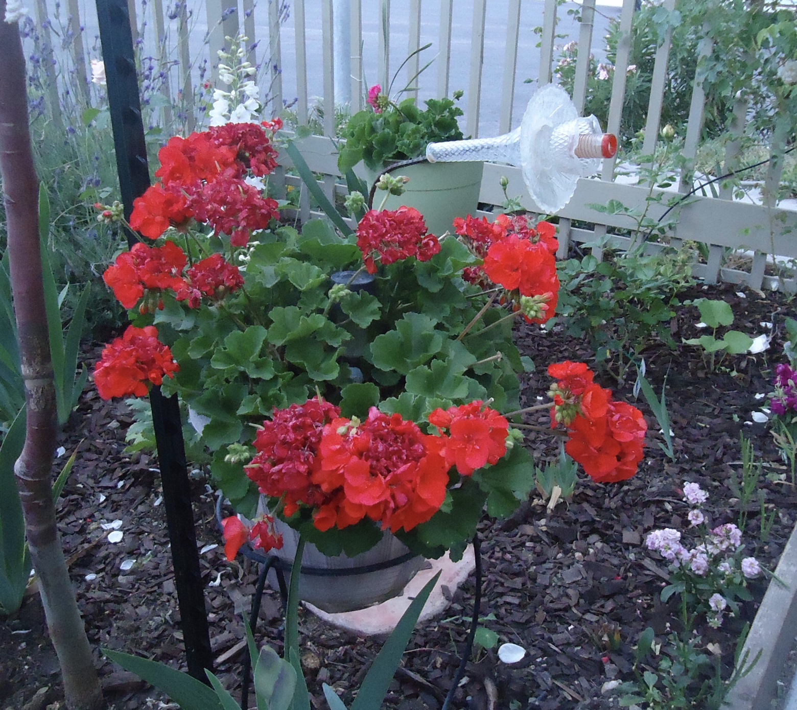 Fall Plants for the Southwest Cottage Garden