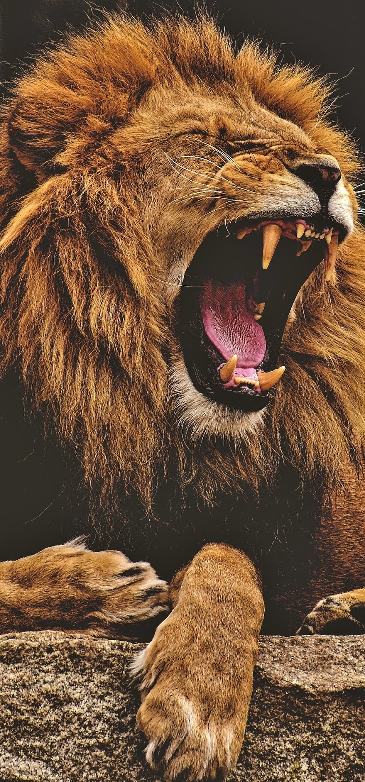 The majestic roar of a lion.