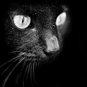 black cat eyes. Etykiety: cat's eyes (black cat)