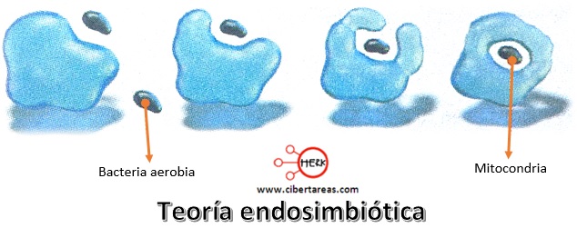 Evolución de la teoría endosimbiotica