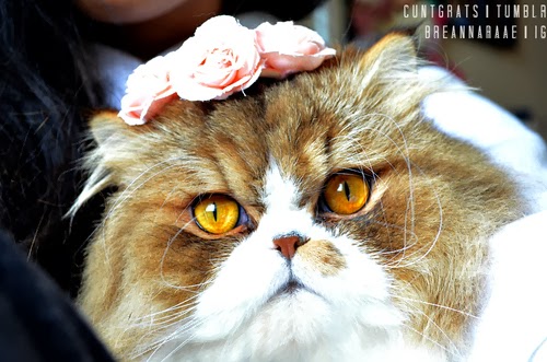 꽃을 머리에 쓴 고양이들.jpg | 인스티즈