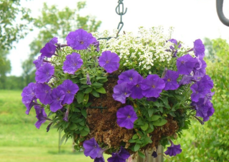 Bunga Lobelia Di Indonesia - 12 Jenis Tanaman Hias Yang Takkan Mati