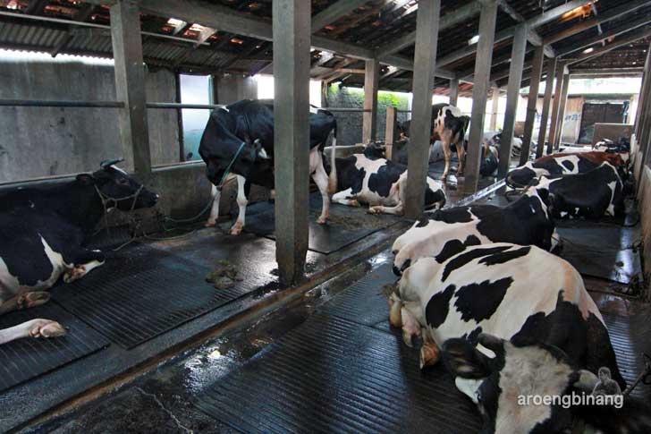 wisata susu cibugary pondok ranggon