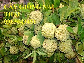 Cung cấp cây giống na Thái Lan, cây giống na hoàng hậu, na dai Thái Lan trồng kinh tế hiệu quả cao Cung cấp cây giống na Thái Lan, cây giống na hoàng hậu, na dai Thái Lan trồng kinh tế hiệu quả cao