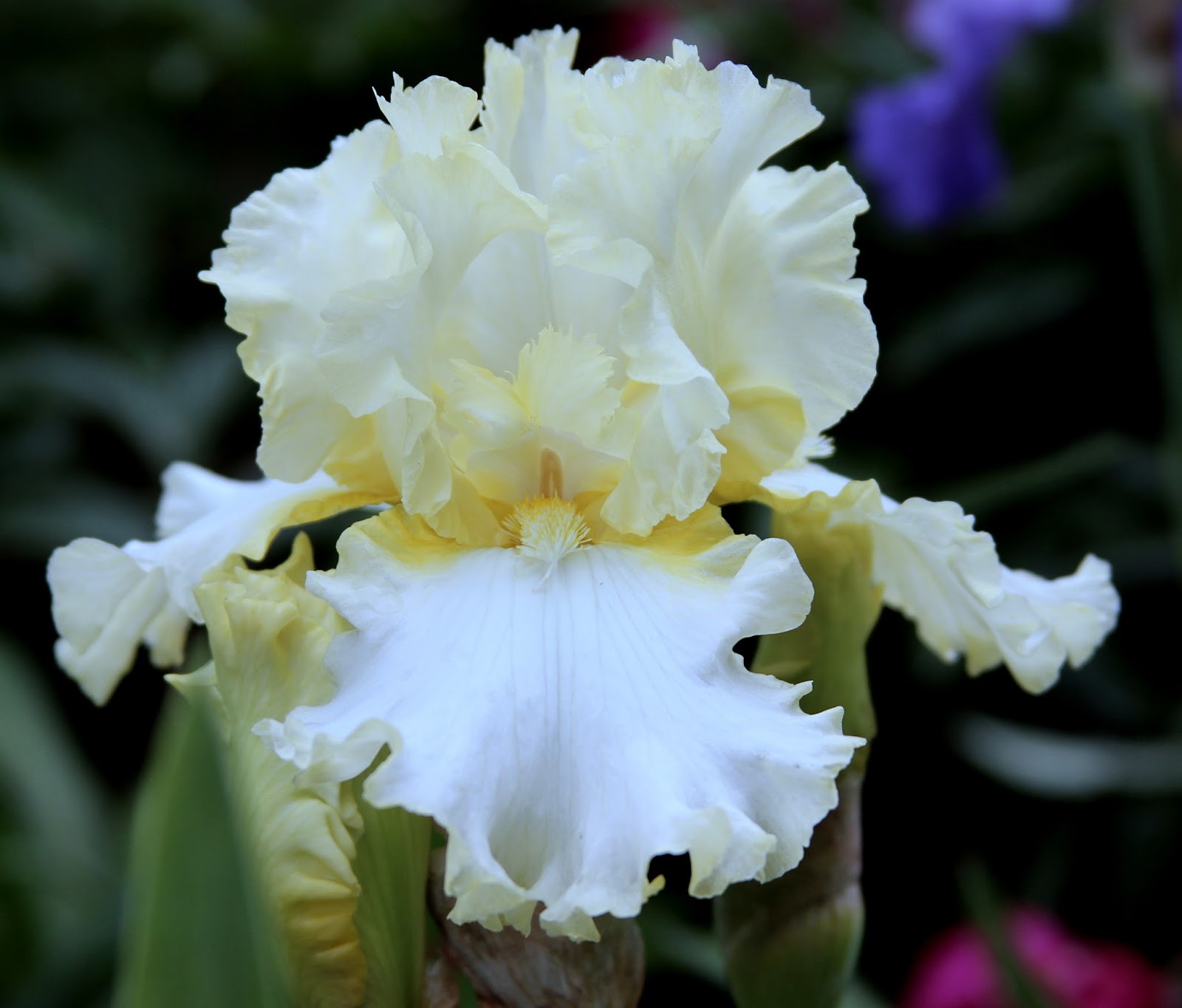 World of Irises "Talking Irises" WHITE TALL BEARDED IRISES "I'm