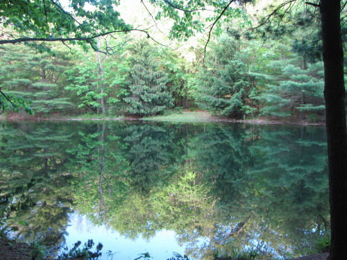 trees reflected