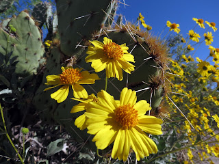 Brittlebush