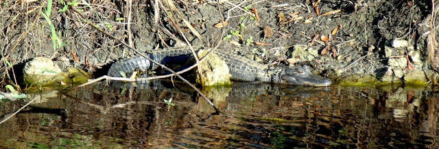 Alligator Alligator