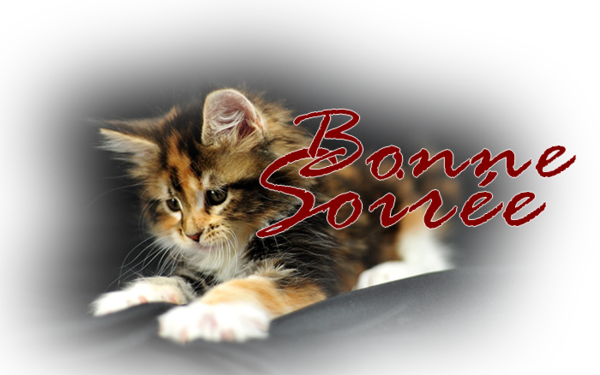 Résultat de recherche d'images pour "bonne nuit chat"