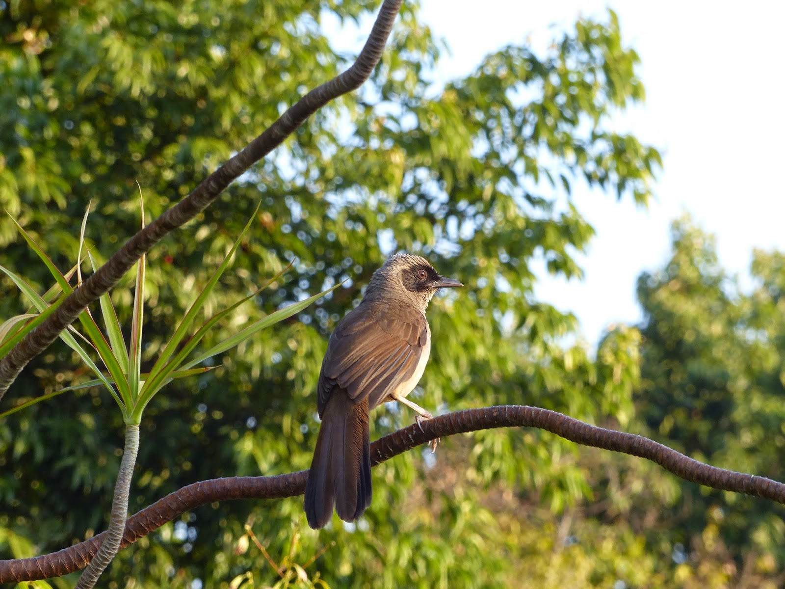 貓頭鷹雜貨舖: 【雀仔園】香港公園常見雀鳥