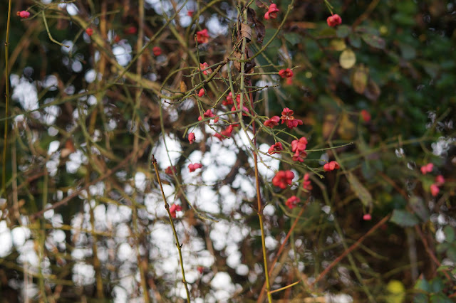 Photographs of weeds in December