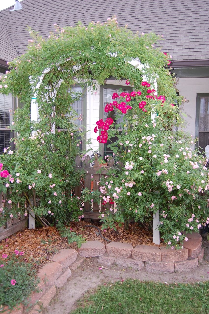 Jeannie's Fairy Rose Louisiana Garden Two Roses In One!!