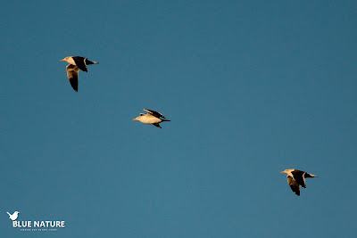 Además también vimos bastantes gaviotas sombrías (Larus fuscus) entre los bandos de reidoras. Se diferencia por su tamaño, algo más grande la sombría y por su dorso y parte superior de las alas de un gris muy oscuro.