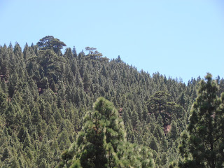 Pinos centenarios Pinos centenarios