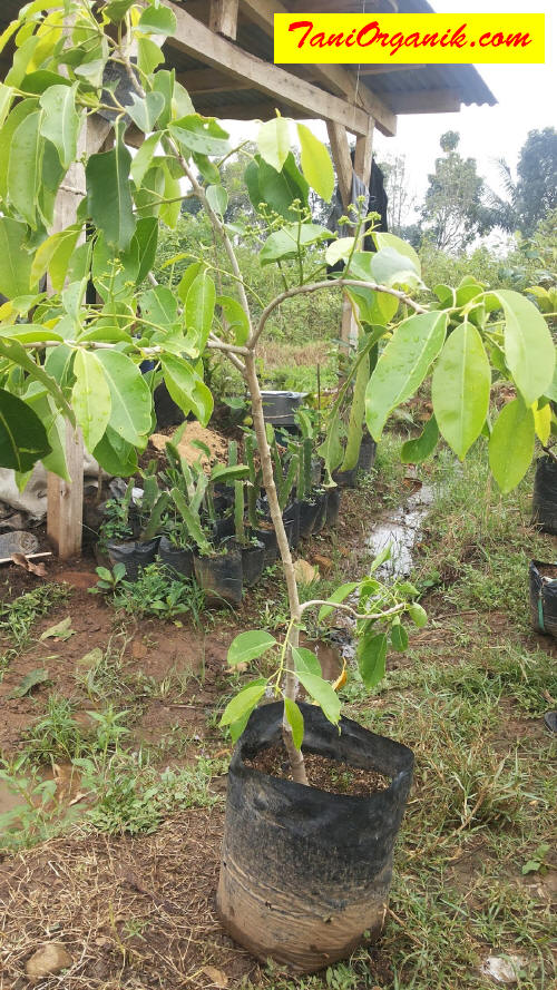 Bibit tanaman juwet atau jamblang sudah menunjukkan berbunga setelah pemberian ZPT HORMONA.