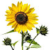 Free PNG download: sunflower 02