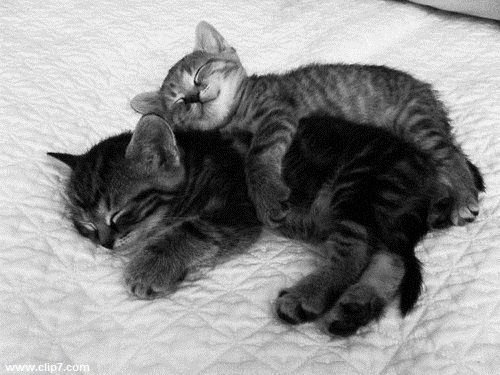 Imagen tierna de dos gatitos durmiendo 