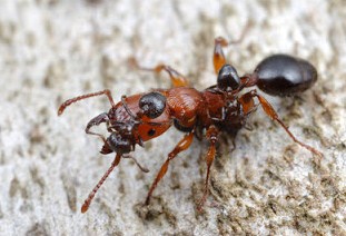  Semut merupakan serangga yang masuk dalam keluarga  5 Jenis Semut Unik Di Dunia