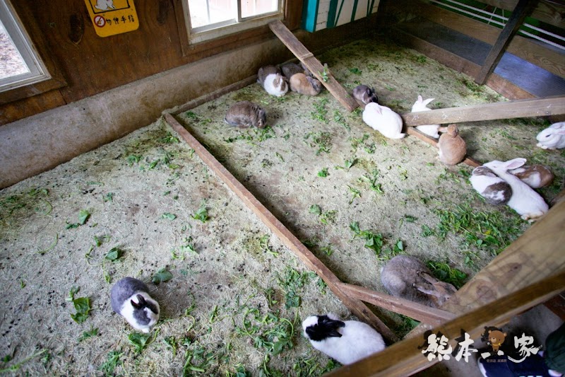 苗栗親子必訪|可愛鴨鴨大遊行、兔寶寶、黑山羊生態區~飛牛牧場有趣互動體驗
