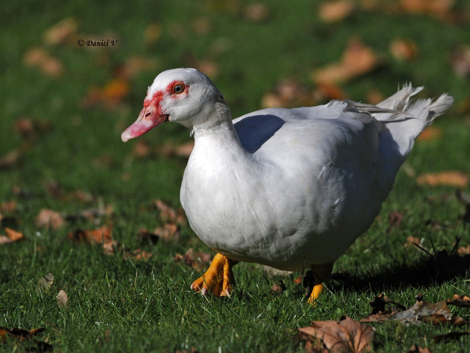 Les oiseaux du 27 Canard de barbarie, Cairina moschata Les oiseaux du 27 Canard de barbarie, Cairina moschata