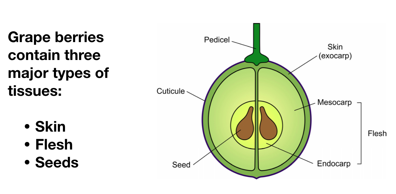 EnoViti Grape Berry Development and Ripening