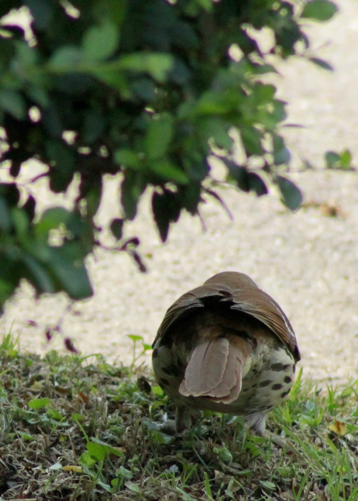 Ponderings of an Elect Exile: focused on Glory...the Brown Thrashers
