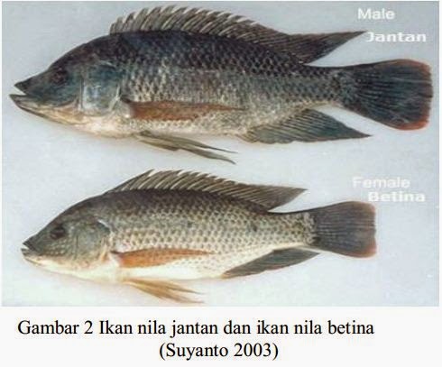 Perbedaan ikan nila jantan dan betina