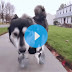 (ΚΟΣΜΟΣ)Σκυλάκι τρέχει για πρώτη φορά χάρη στην τρισδιάστατη εκτύπωση!