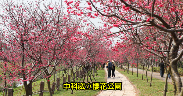 台中后里|2019中科崴立櫻花公園|綠萼櫻|八重櫻|多條賞櫻步道散步拍美照