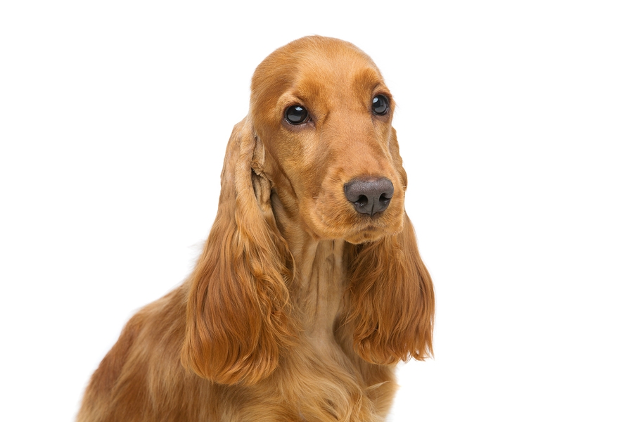 Cocker Spaniel Bed Size Cocker Spaniel Bed Size