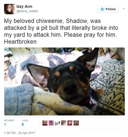 Dogs Eating Motrin Dogs Eating Motrin