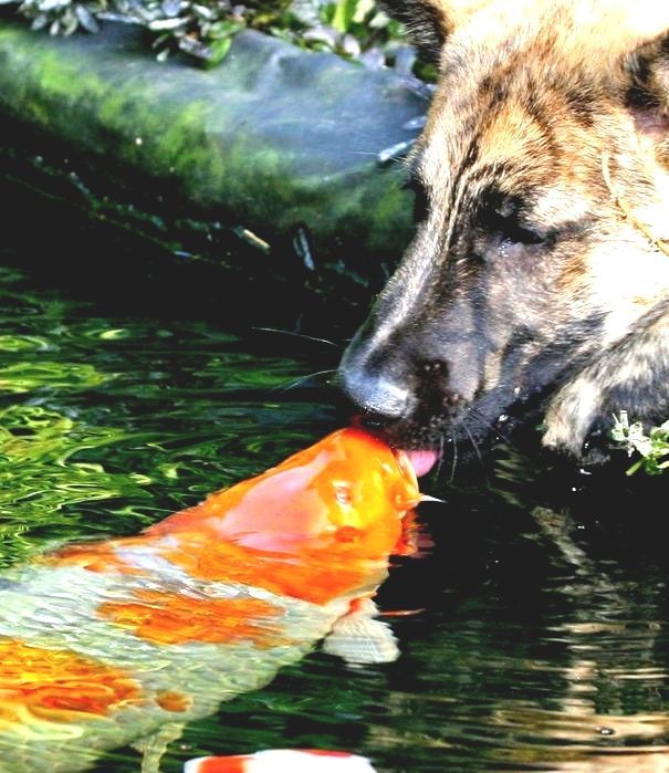 koi-pond-fish.jpg