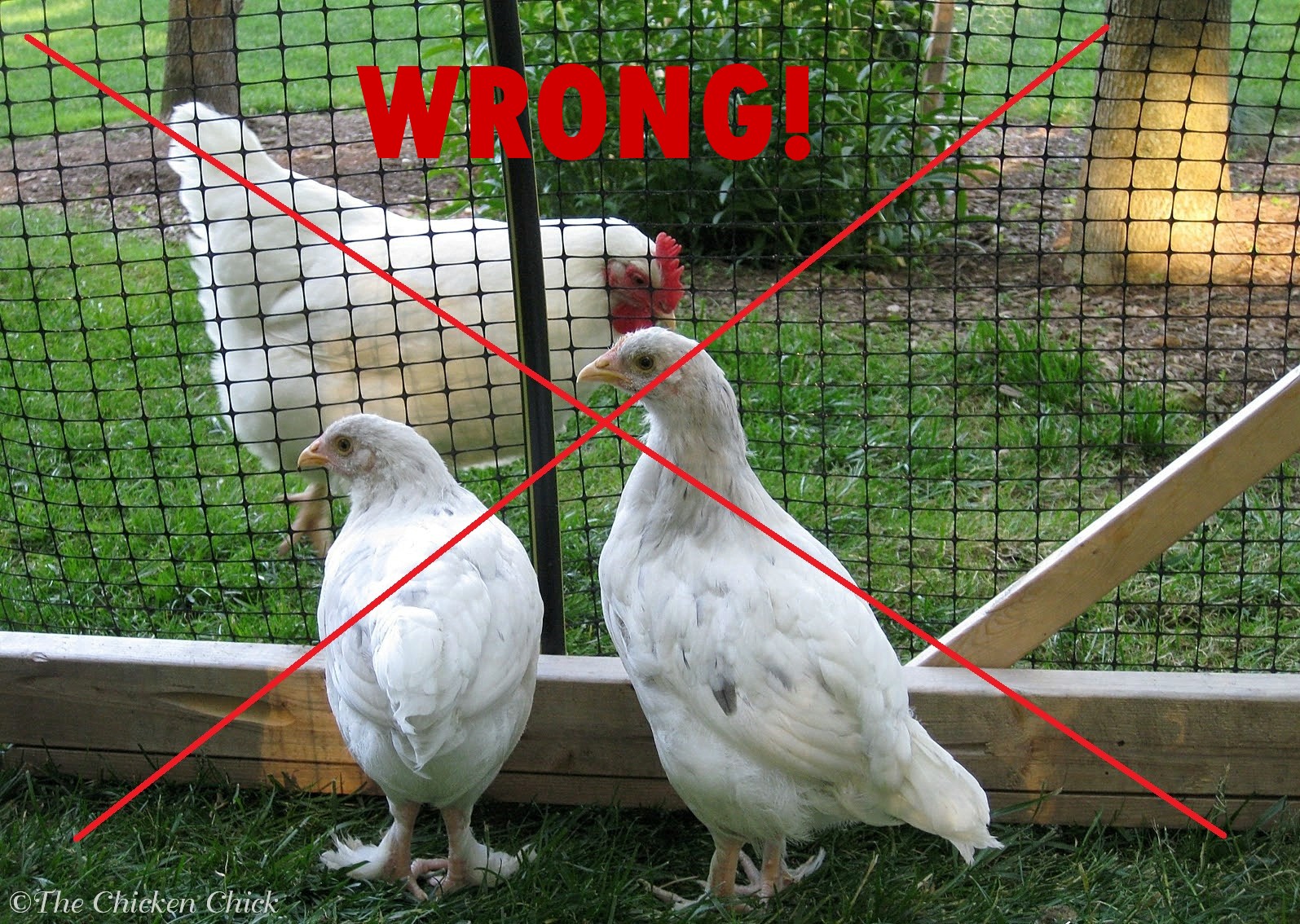 The Chicken Chick Quarantine Of Backyard Chickens When And How
