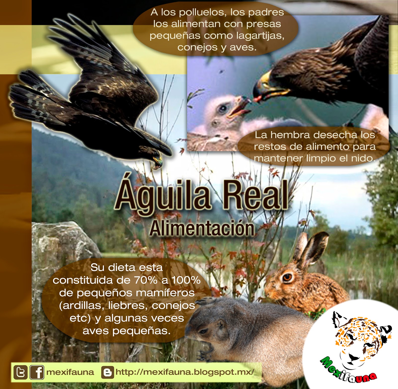 MEXIFAUNA: Águila Real (Aquila chrysaetos)