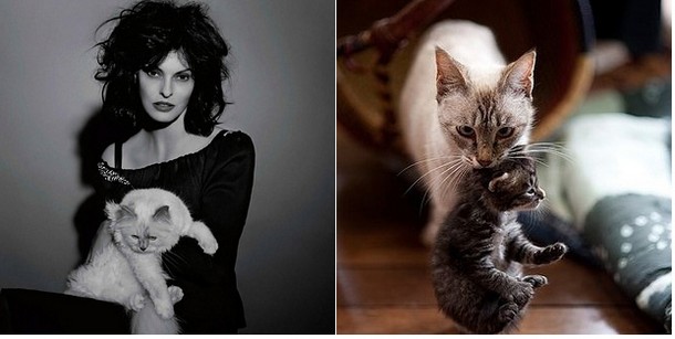 Cute Cats That Look Like Models Cute Cats That Look Like Models