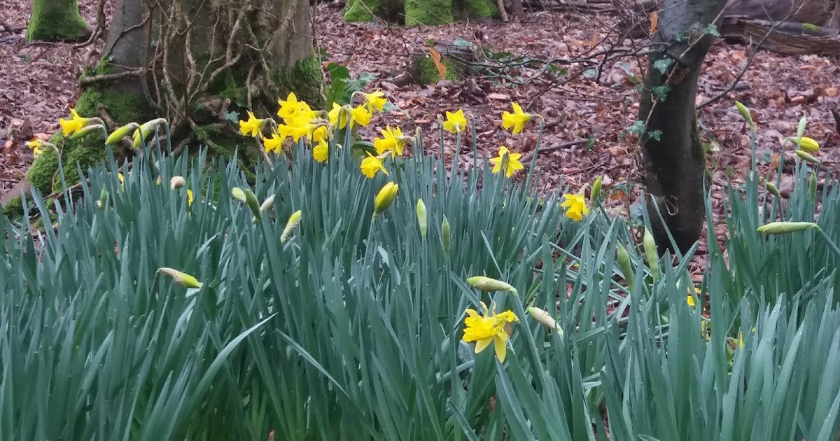 Where Roots And Wings Entwine The Great Daffodil Appeal by Marie Curie